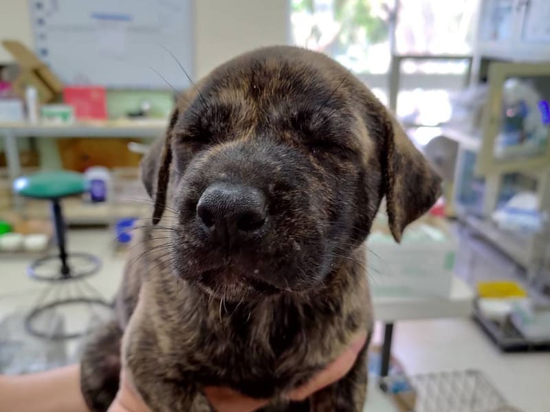 虎斑色青年母混种犬,小型, 收容编号 …3D04. 脸部特写。