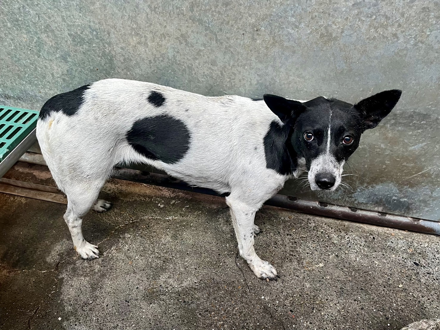 Perra mestiza hembra adulta (negro y blanco), Mediano, refugio n.º …5004