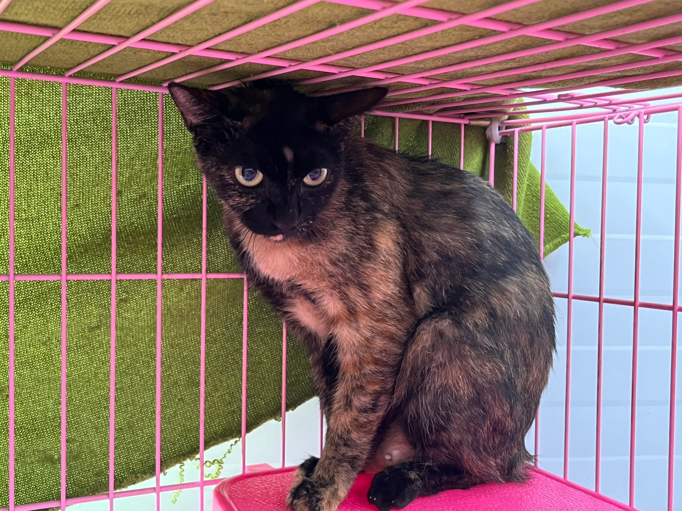 ミックス猫(メス・成猫・黒と茶)、中型, 施設番号 …2903