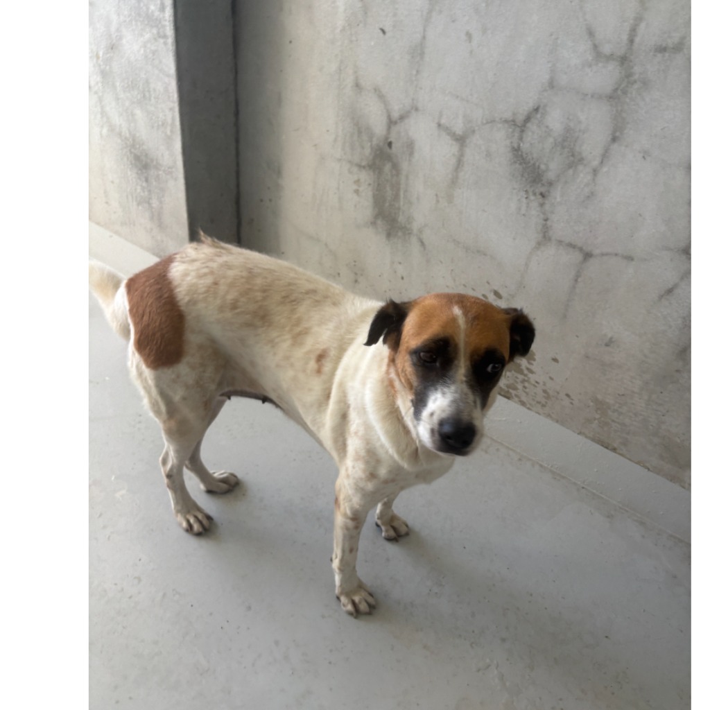 Perra mestiza hembra adulta (canela y blanco), Grande, refugio n.º …0001. Todo el animal.