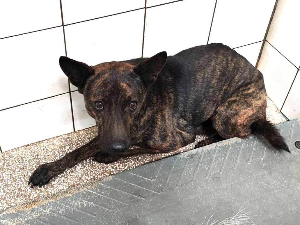 Perro mestizo macho adulto (atigrado), Grande, refugio n.º …4A11. Más cerca de la cara.