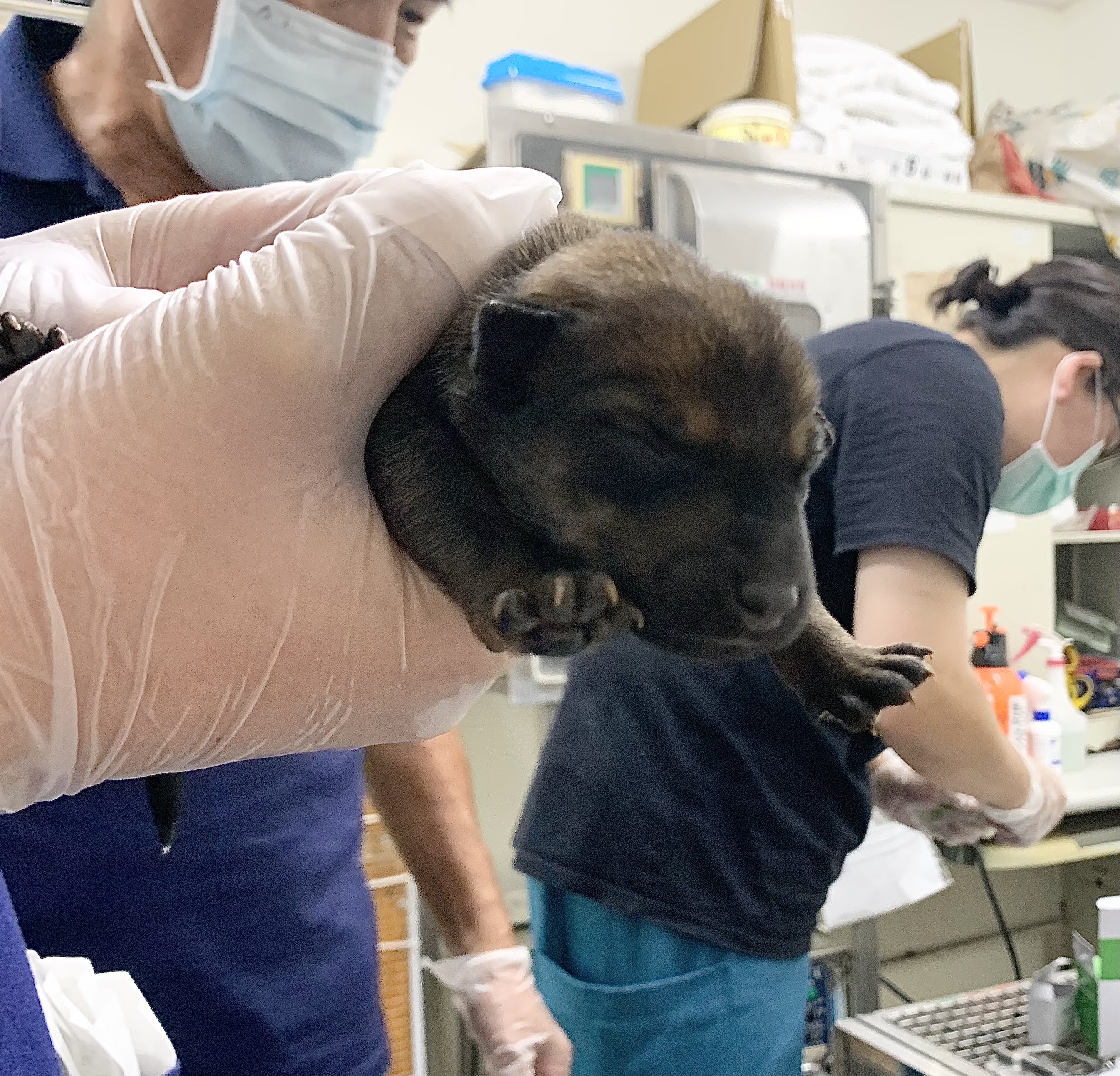 ミックス犬（オス・若い・こげ茶）、小型, 施設番号 …2106. 顔のアップです。