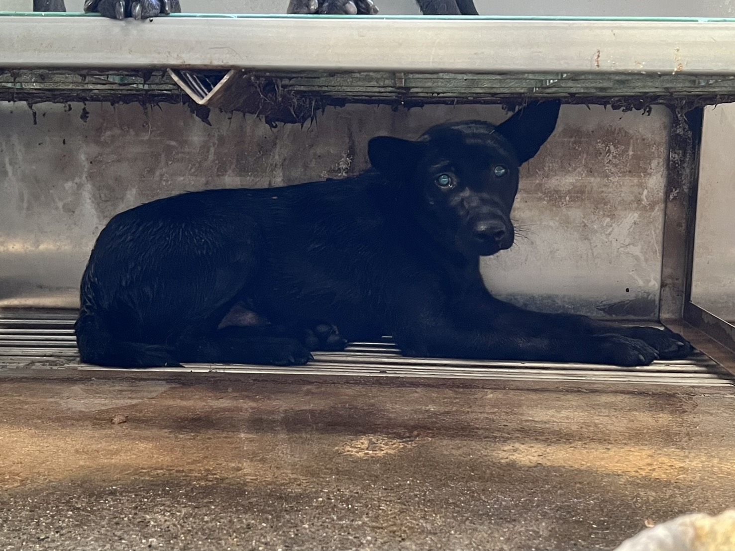ミックス犬（オス・成犬・黒）、中型, 施設番号 …2004