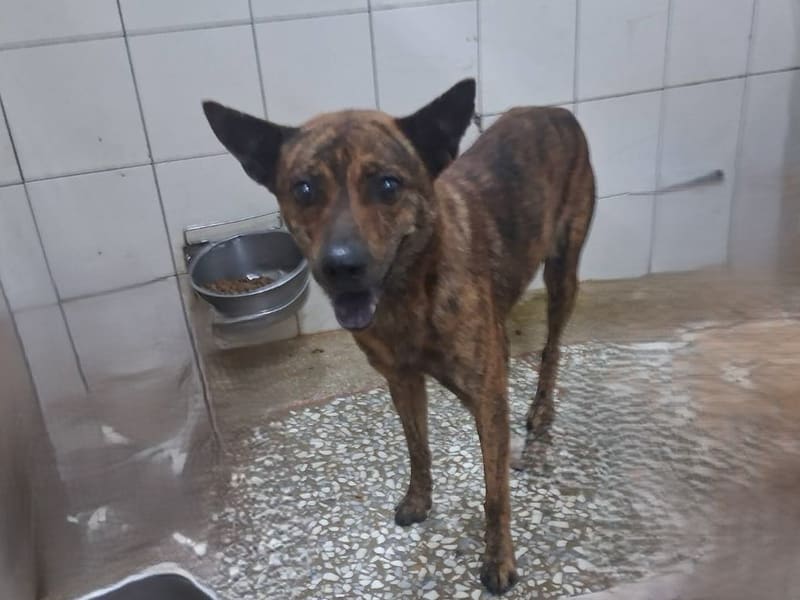 Tabby adult male mixed-breed dog, Large, shelter no. …24-1