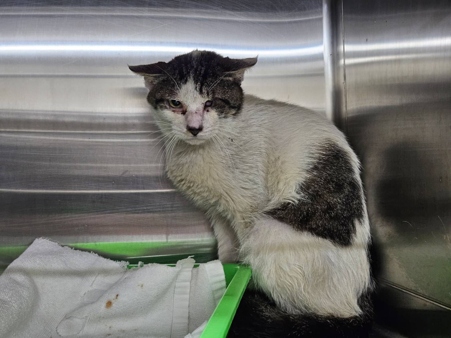 Tabby-and-white adult male mixed-breed cat, Medium, shelter no. …2101