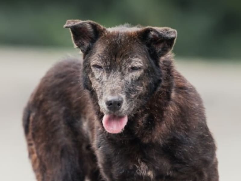 Perra mestiza hembra adulta (negro), Mediano, refugio n.º …5003. Más cerca de la cara.
