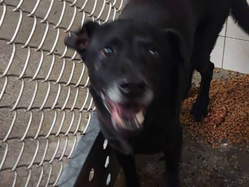 Perro mestizo macho adulto (negro), Mediano, refugio n.º …0202. Más cerca de la cara.