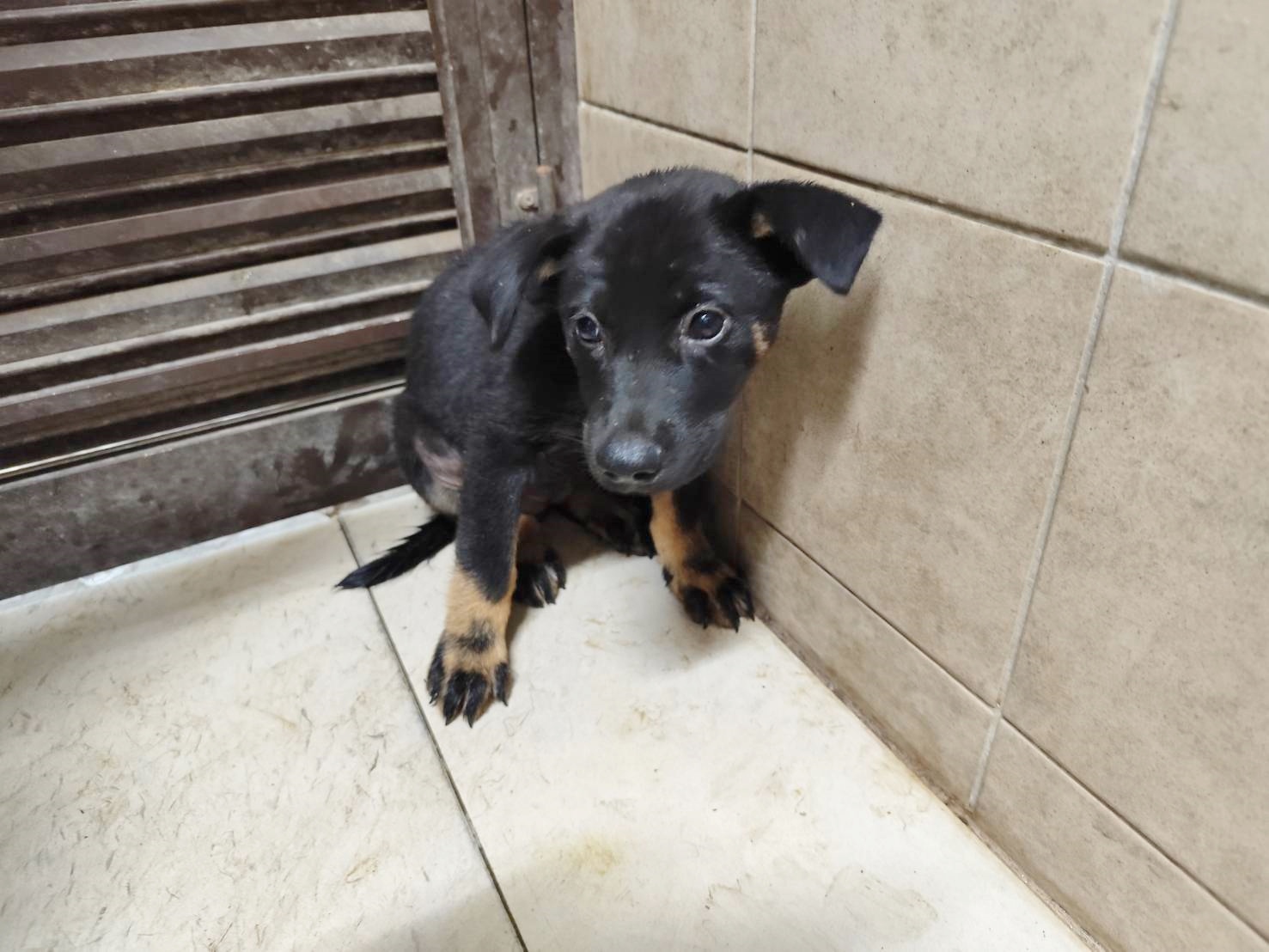 ミックス犬(メス・若い・黒)、中型, 施設番号 …2407. 顔のアップです。