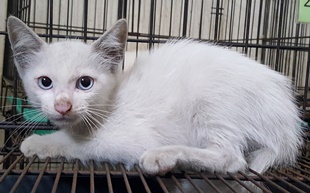 White young male mixed-breed cat, Small, shelter no. …0021