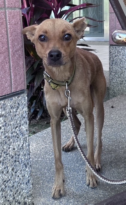 Chien croisé mâle adulte (fauve), Moyen, refuge n° …8001. Plus près du visage.