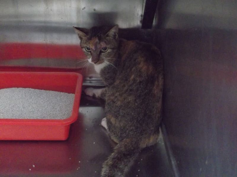 Chatte croisée femelle adulte (tacheté), Grand, refuge n° …C1-3. Tout l'animal.
