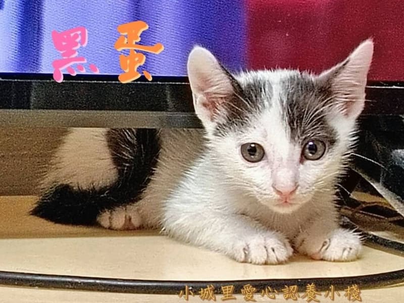 ミックス猫(オス・若い・黒と白)、小型, 施設番号 …7004. 全身です。