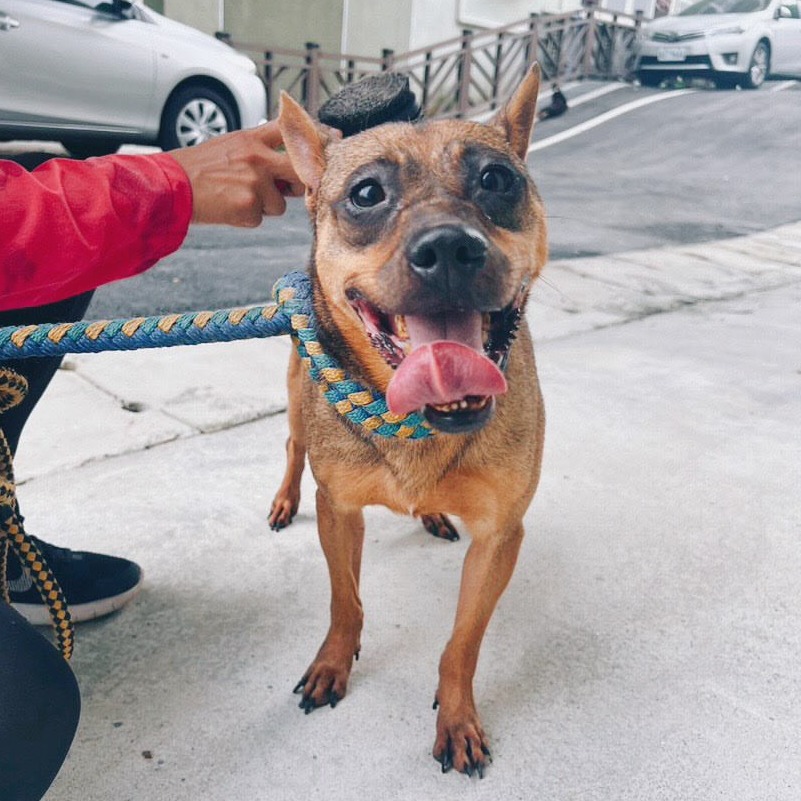 Black-and-brown adult female mixed-breed dog, Small, shelter no. …0003. Closer on the face.