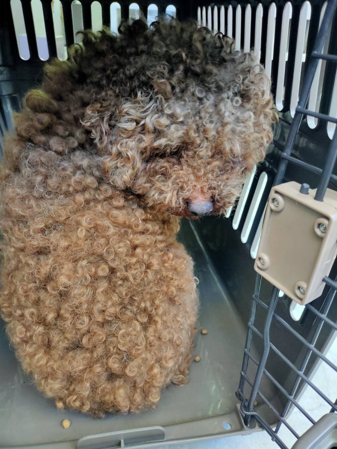 Caniche macho adulto (marrón), Pequeño, refugio n.º …1002. Más cerca de la cara.