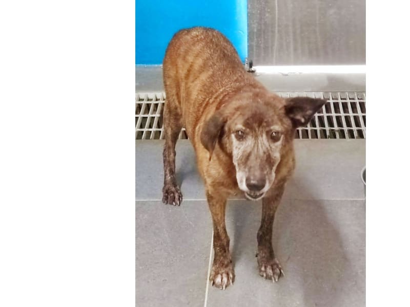 Tabby adult male mixed-breed dog, Medium, shelter no. …0702. The whole animal.