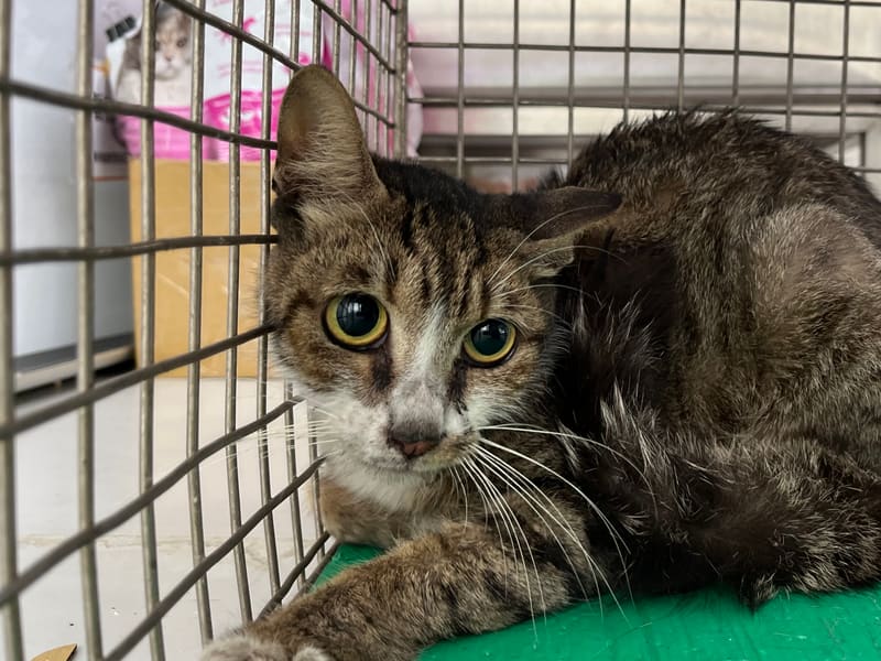 ミックス猫(メス・成猫・トラと白)、中型, 施設番号 …1501. 顔のアップです。