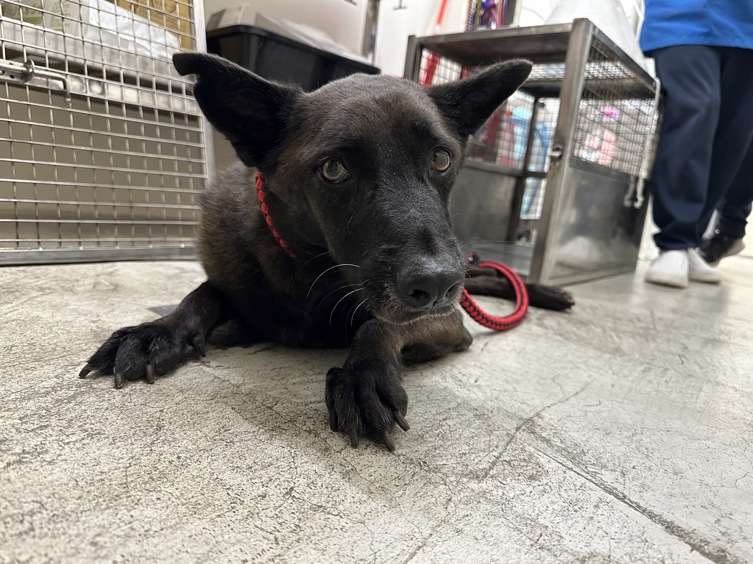 Black adult male mixed-breed dog, Medium, shelter no. …0201