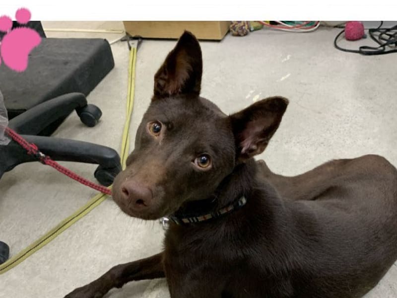 Brown young male mixed-breed dog, Small, shelter no. …0801. Closer on the face.