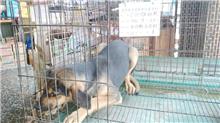 ミックス犬(オス・黒)、大型, 施設番号 …009D