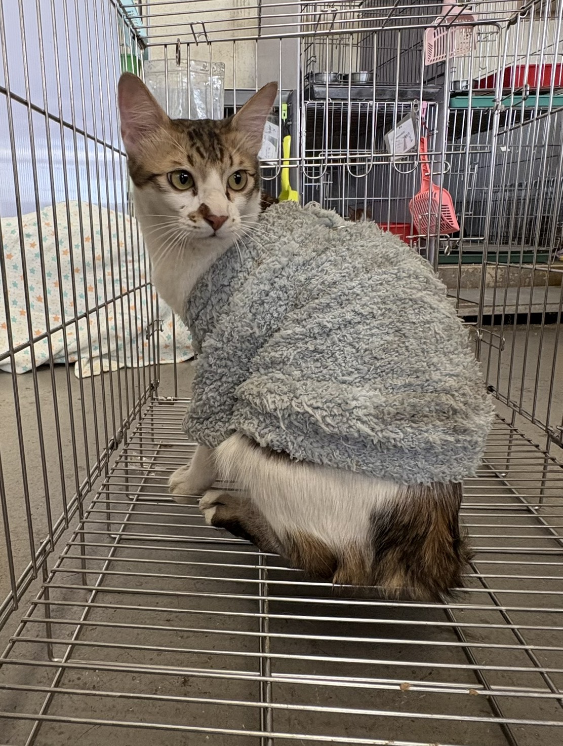 Chat croisé mâle adulte (tigré et blanc), Moyen, refuge n° …4001. Plus près du visage.