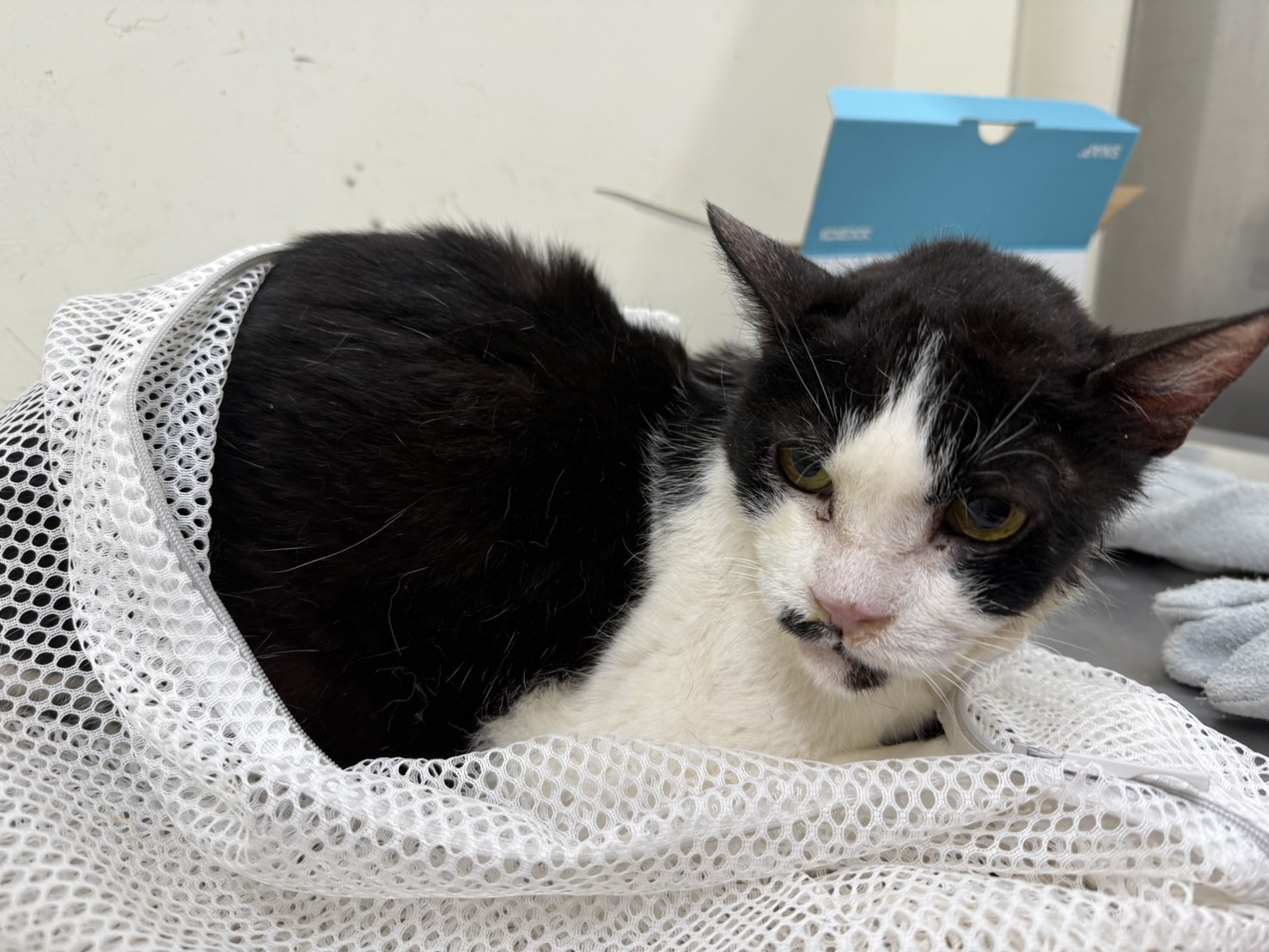 Black-and-white adult male mixed-breed cat, Medium, shelter no. …0707
