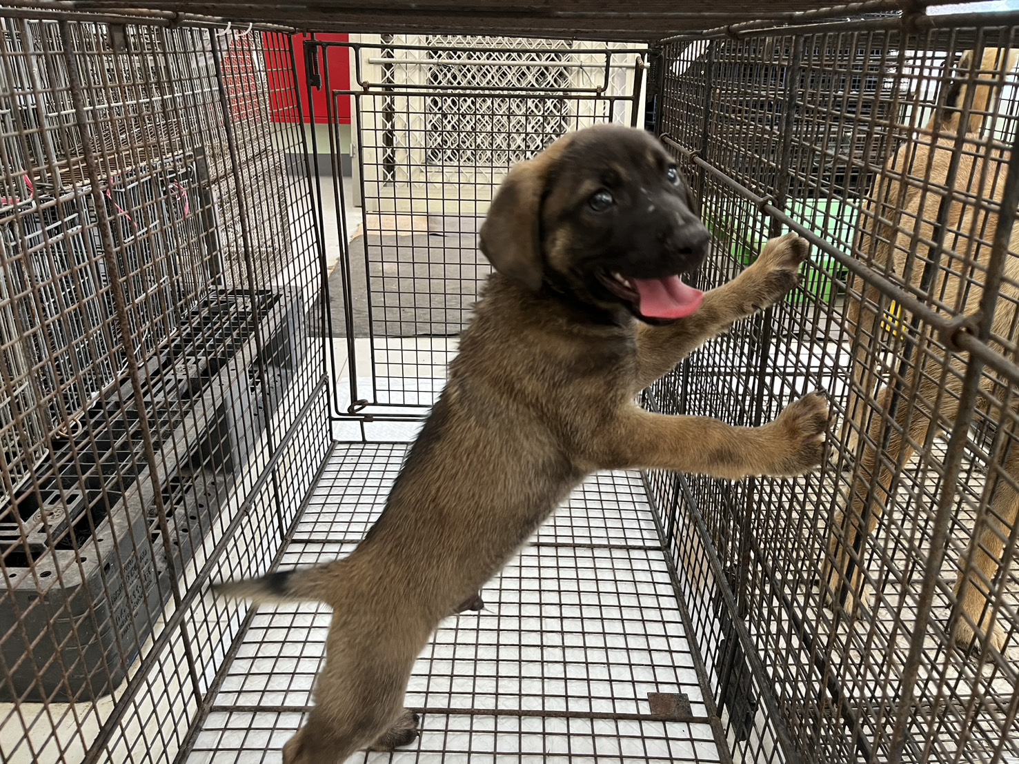 ミックス犬(オス・若い)、小型, 施設番号 …8D01