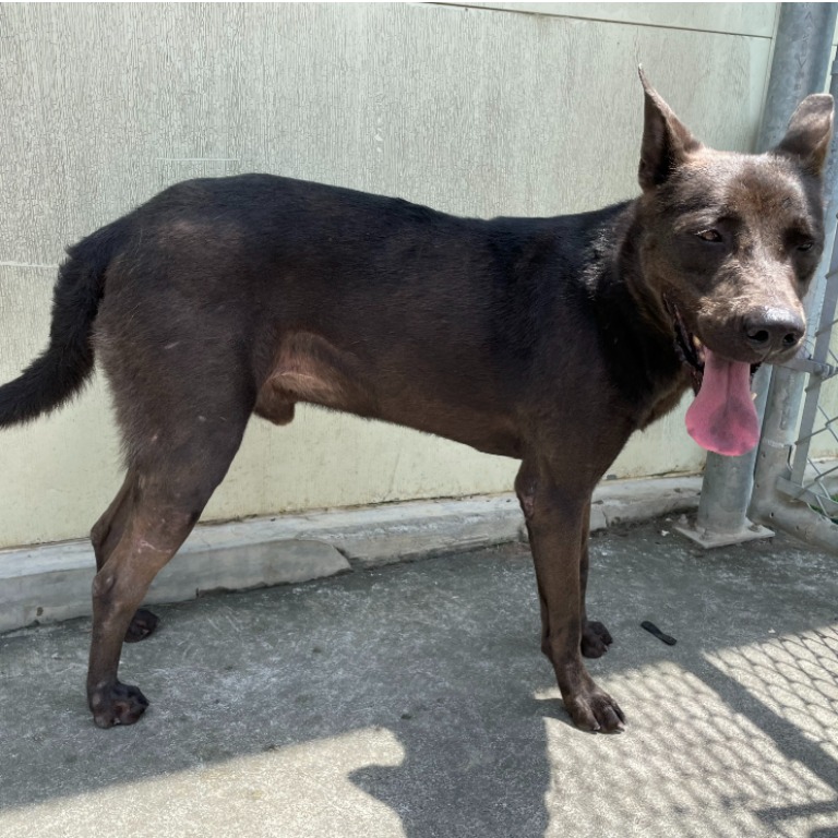 ミックス犬(オス・成犬・黒)、中型, 施設番号 …2002. 顔のアップです。