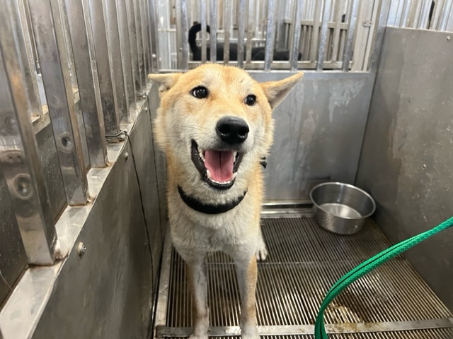 柴犬(オス・成犬・茶)、中型, 施設番号 …0008