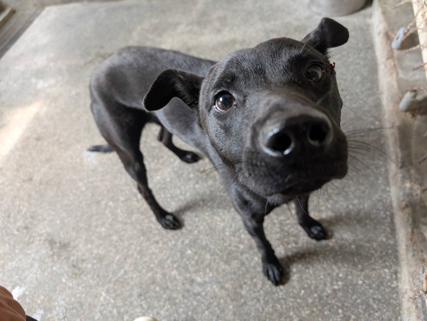 ミックス犬（オス・成犬・黒）、大型, 施設番号 …2806
