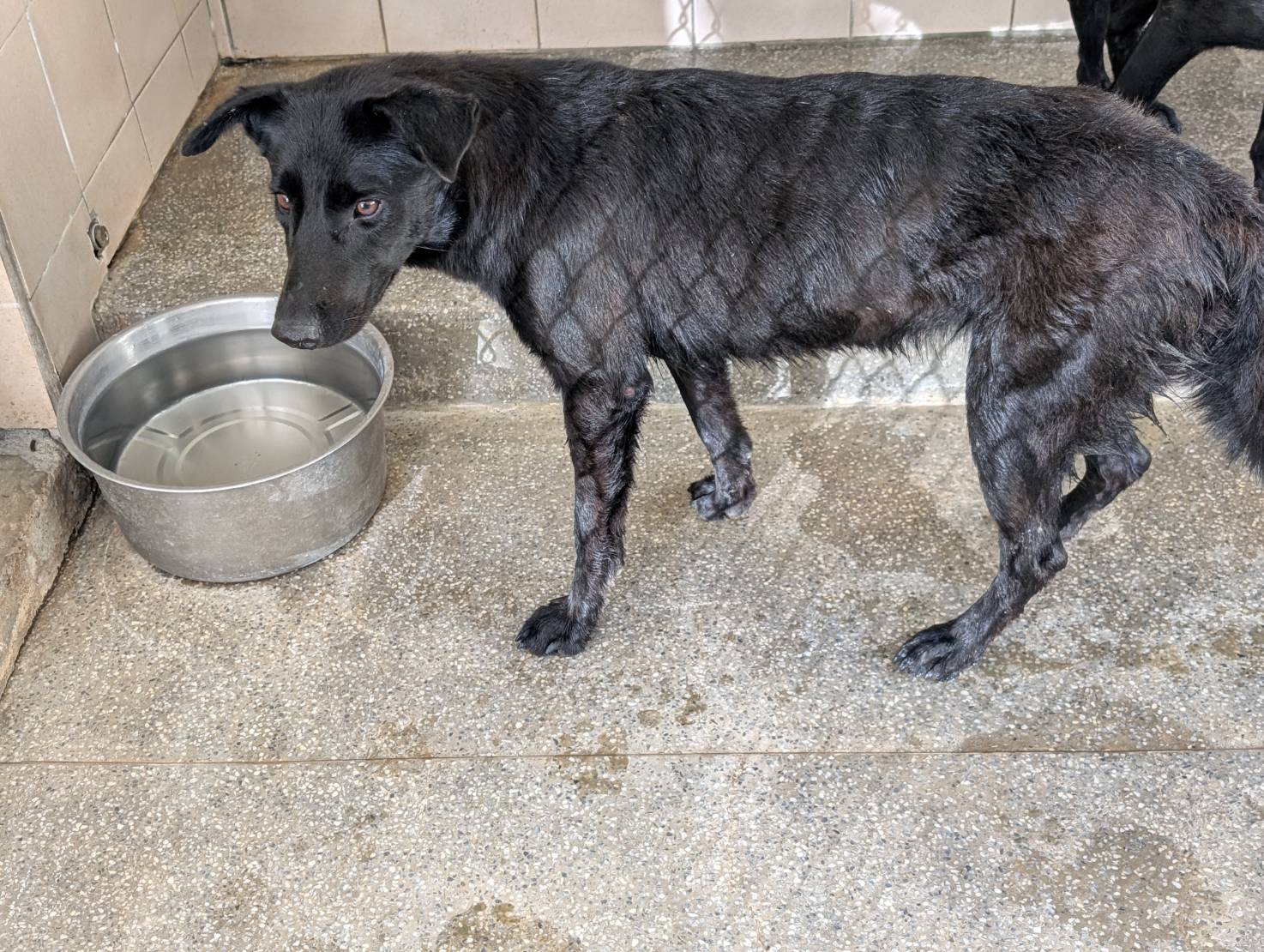 믹스견 (암컷, 성견, 검은색), 대형, 보호소 번호 …1510. 얼굴을 가까이서 본 모습이에요.