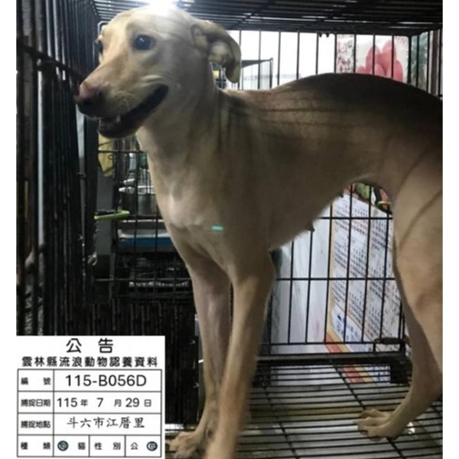 Tan adult female mixed-breed dog, Large, shelter no. …056D
