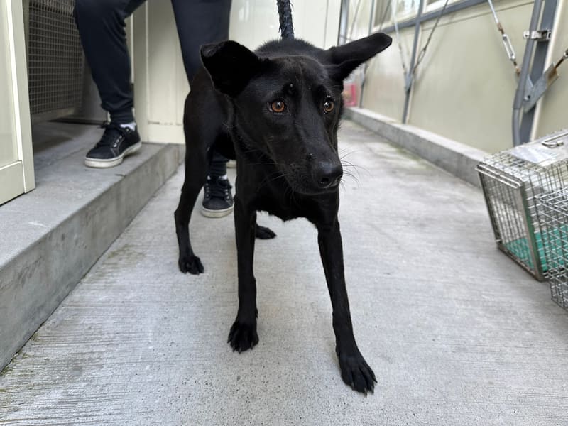 Perro mestizo macho adulto (negro), Mediano, refugio n.º …2905. Todo el animal.