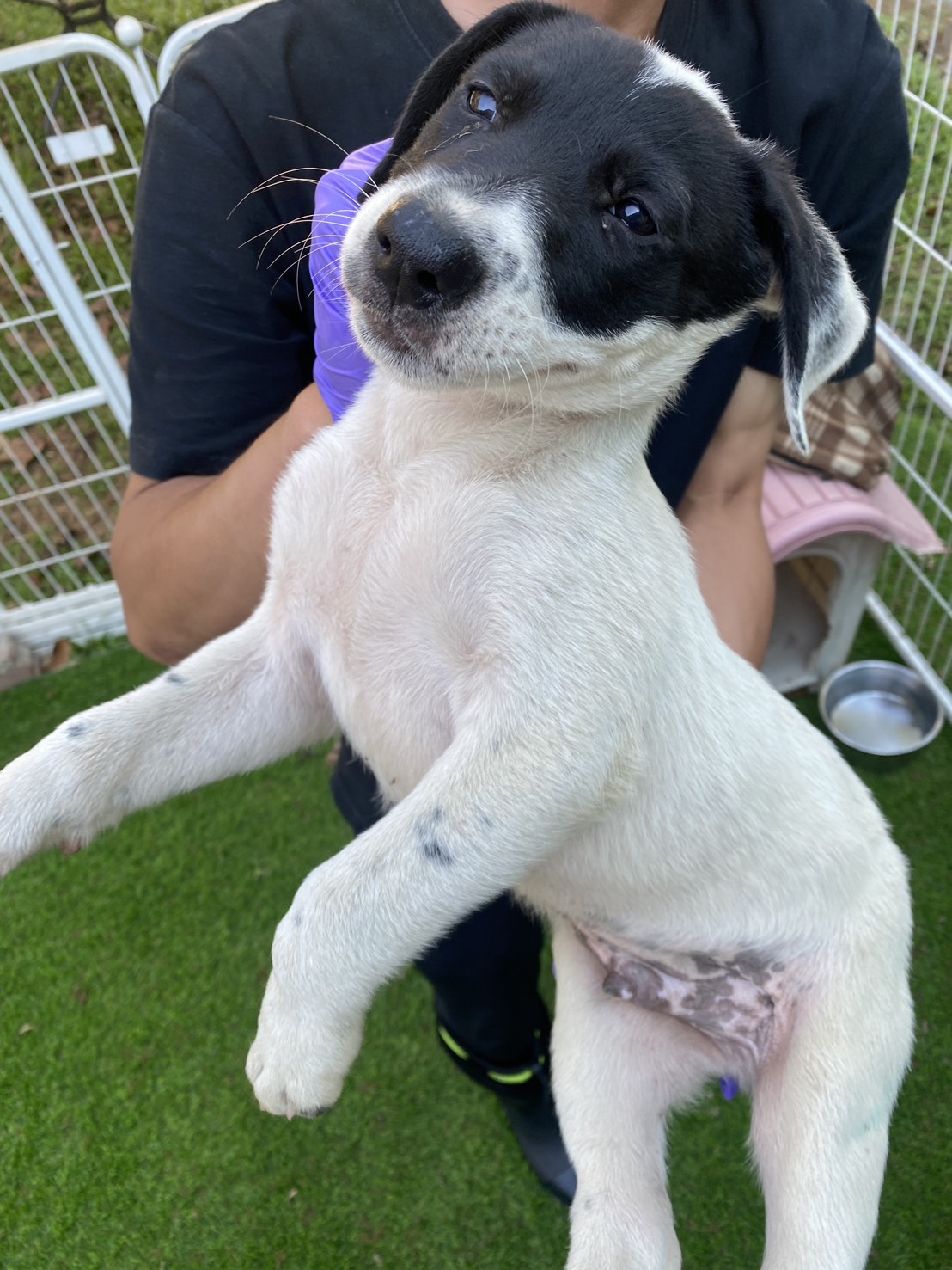 Black-and-white young male mixed-breed dog, Small, shelter no. …3-08. Closer on the face.