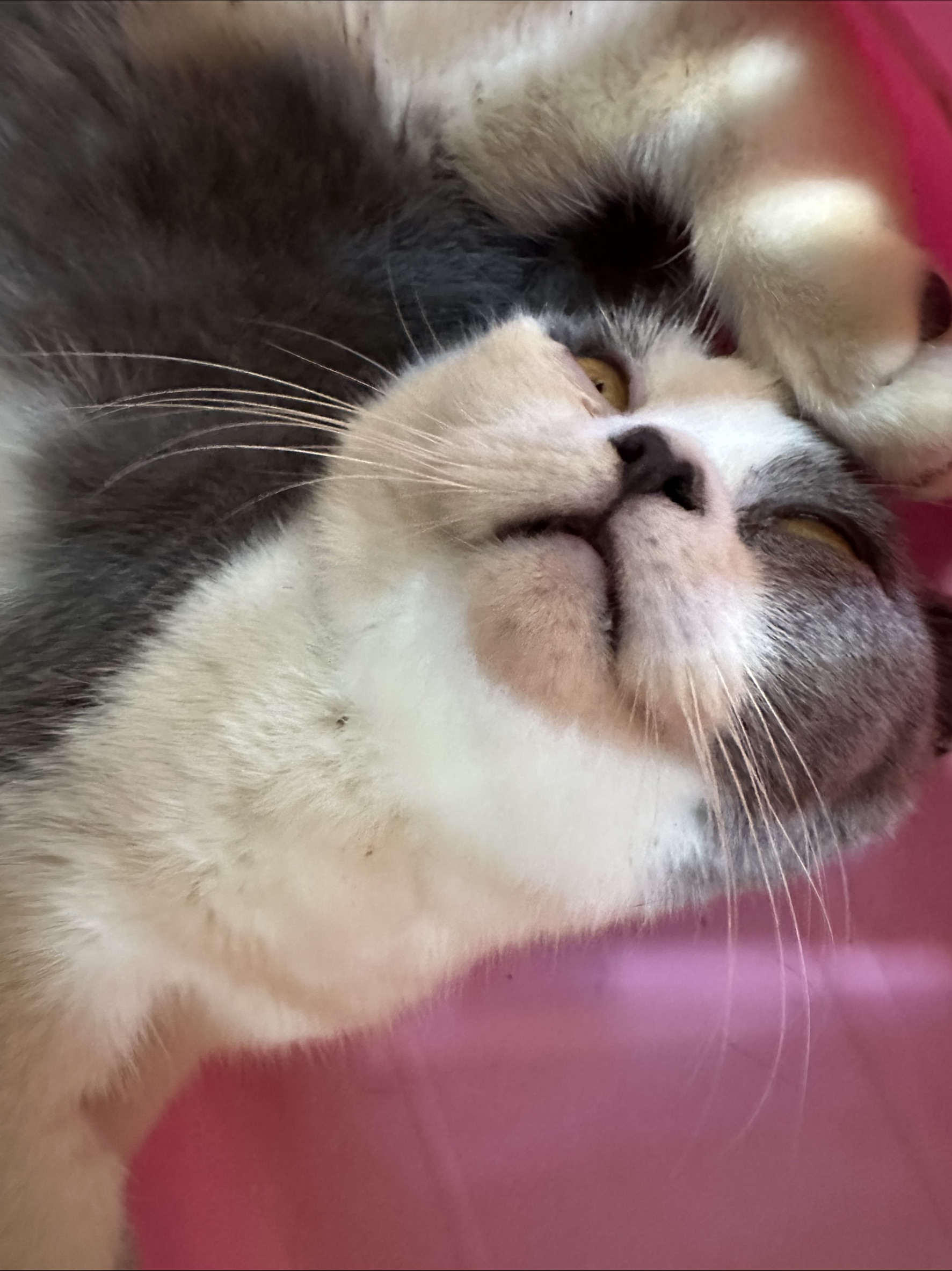Gray-and-white adult female mixed-breed cat, Medium, shelter no. …0001
