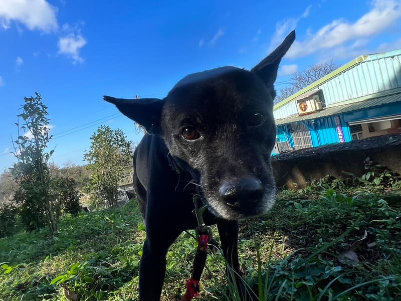 Perro mestizo macho adulto (negro), Mediano, refugio n.º …7002. Más cerca de la cara.