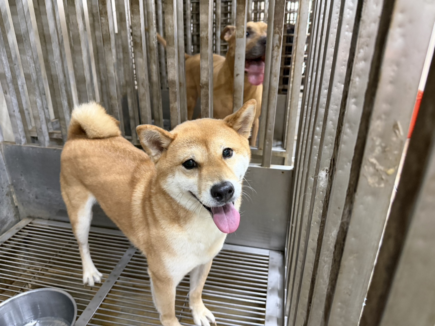 Shiba Inu macho adulto (canela), Mediano, refugio n.º …7007