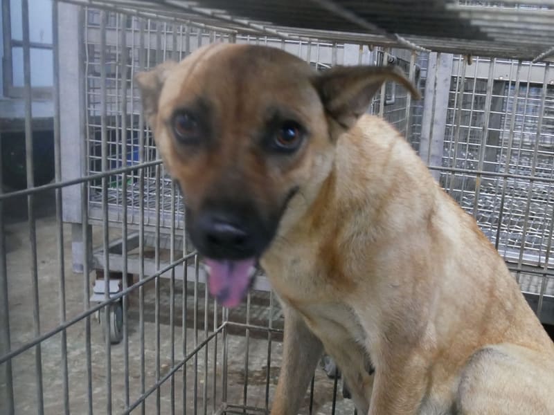 Tan adult female mixed-breed dog, Medium, shelter no. …0-06. Closer on the face.