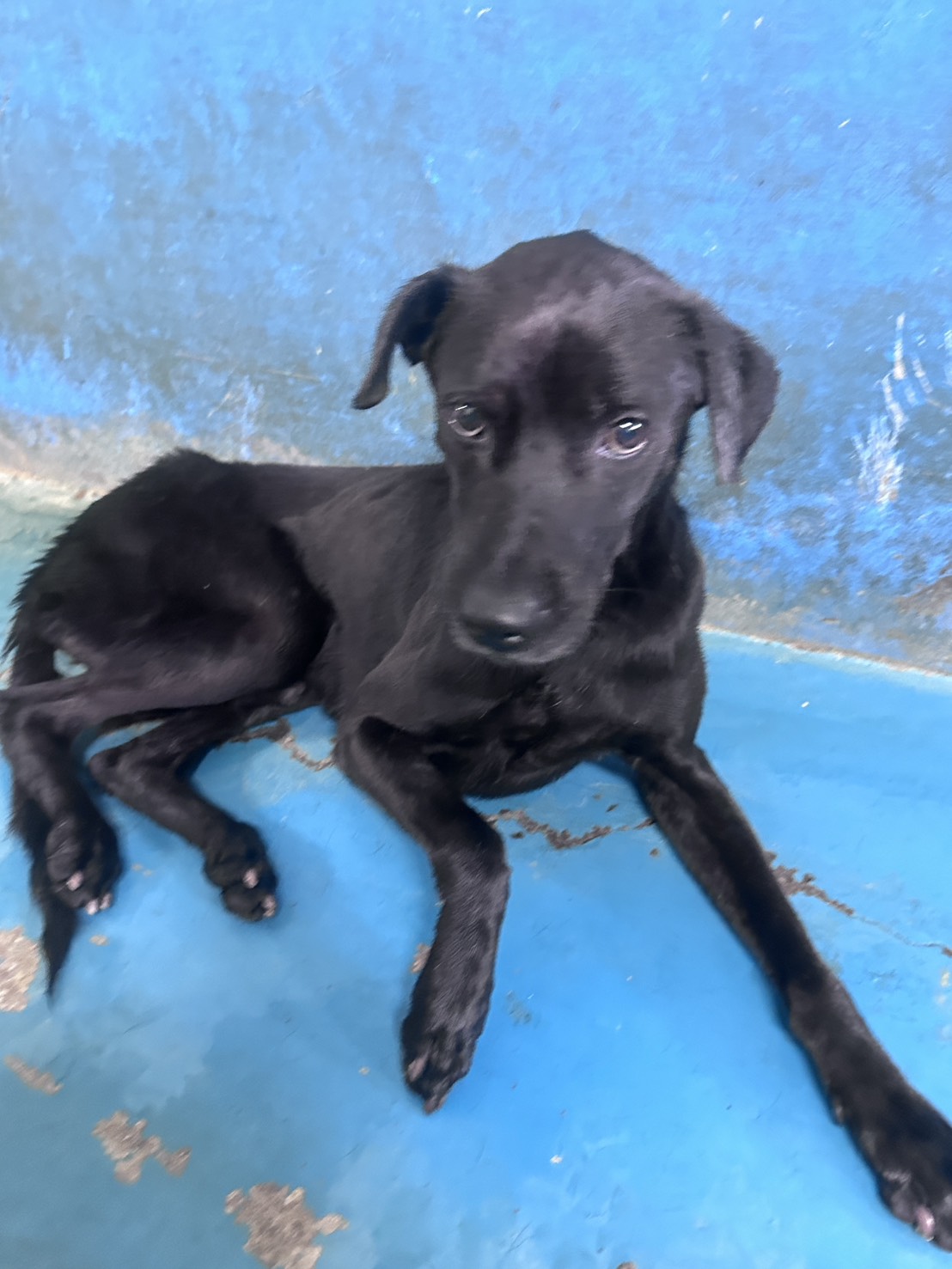 Perro mestizo macho adulto (negro), Grande, refugio n.º …7010. Más cerca de la cara.