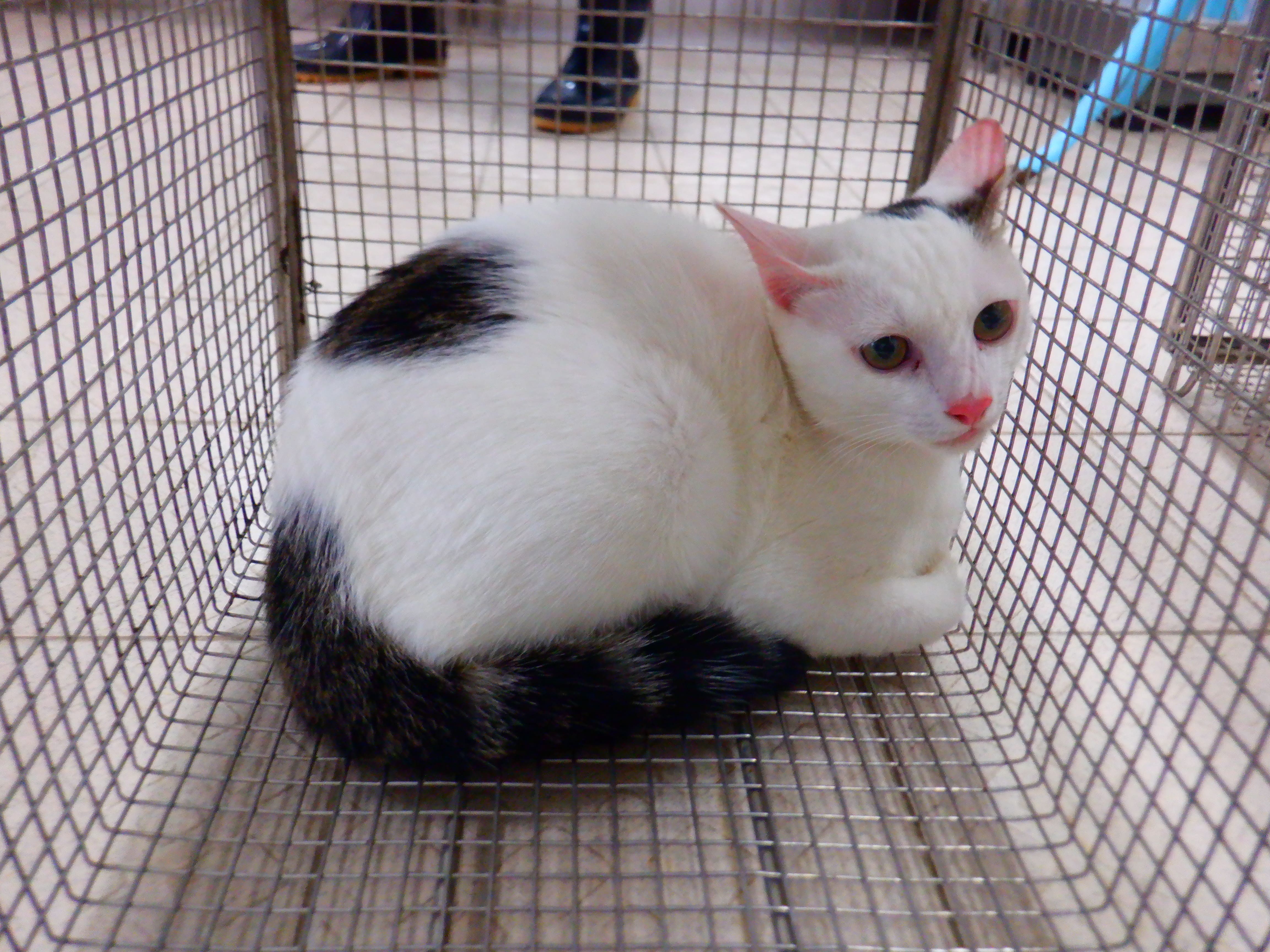 Tabby-and-white adult male mixed-breed cat, Small, shelter no. …02C3