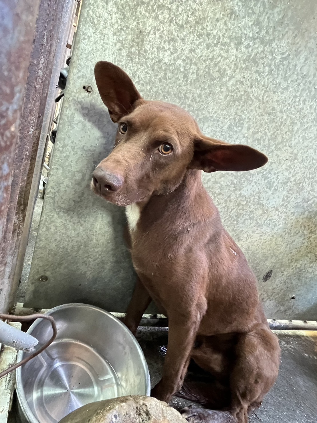 Brown adult male mixed-breed dog, Medium, shelter no. …5003. Closer on the face.