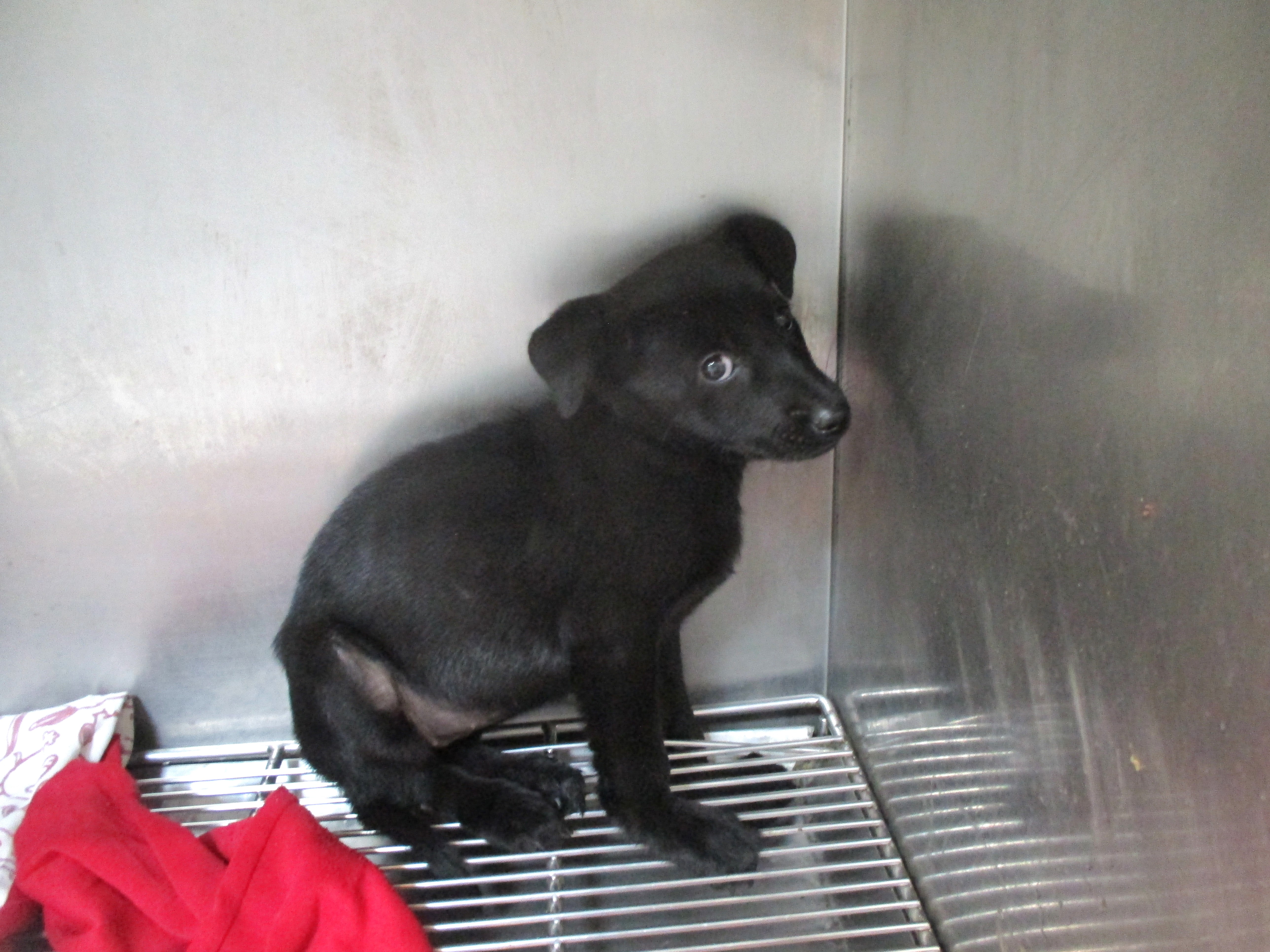 Black young female mixed-breed dog, Small, shelter no. …08Q5. The whole animal.