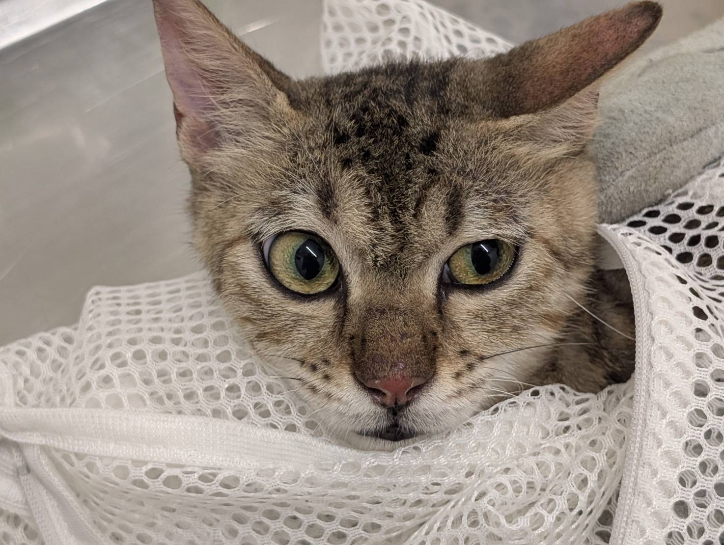 Tabby adult female mixed-breed cat, Small, shelter no. …0701
