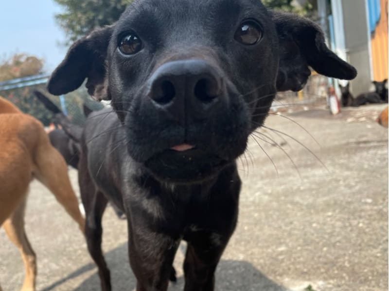 ミックス犬（オス・成犬・黒）、中型, 施設番号 …0005. 顔のアップです。
