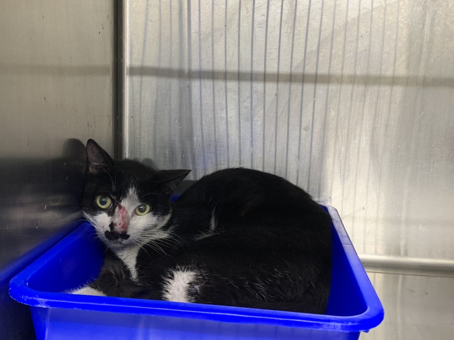 ミックス猫(オス・成猫・黒と白)、小型, 施設番号 …3103. 顔のアップです。