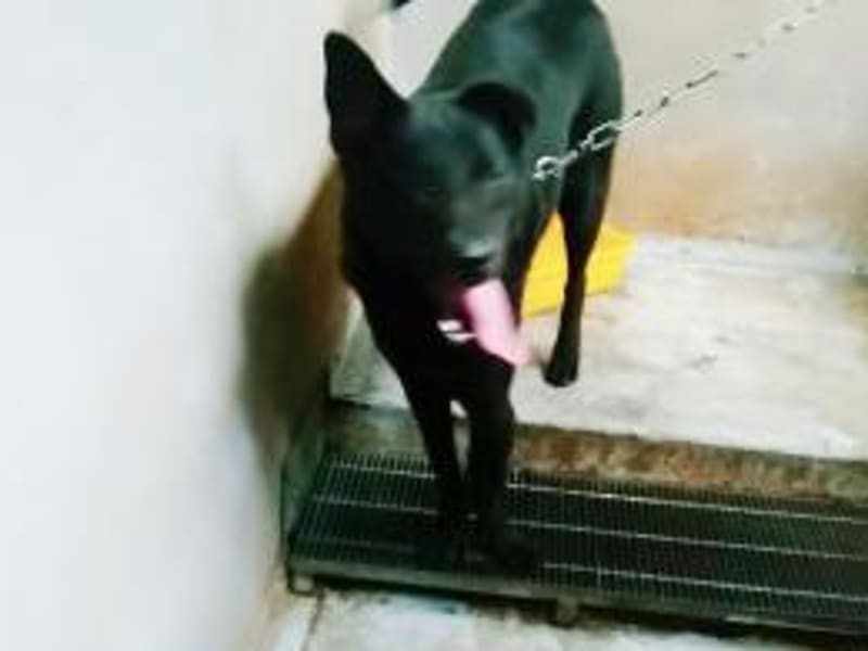 ミックス犬(オス・成犬・黒)、中型, 施設番号 …9002. 顔のアップです。