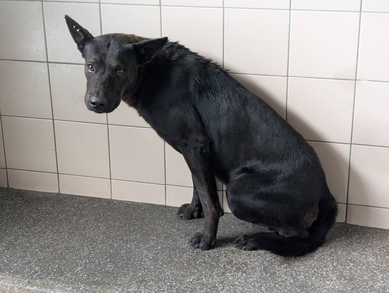 Black adult male mixed-breed dog, Large, shelter no. …2504