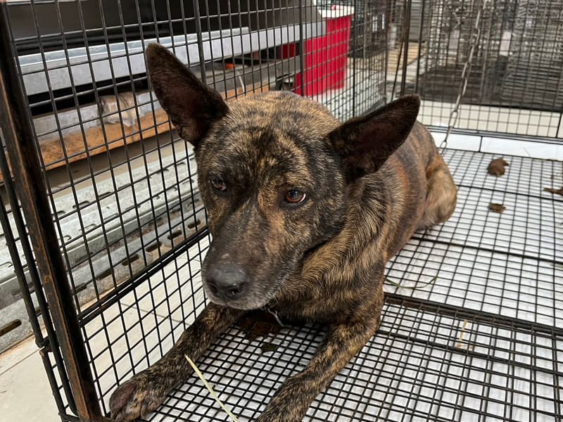 Perro mestizo macho adulto (atigrado), Mediano, refugio n.º …7D01. Más cerca de la cara.