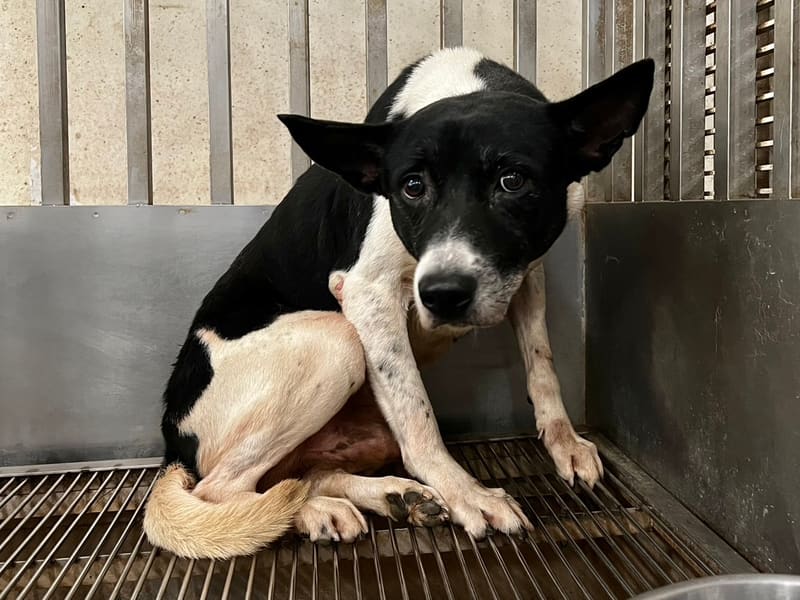 ミックス犬(オス・成犬・黒と白)、中型, 施設番号 …0001. 全身です。