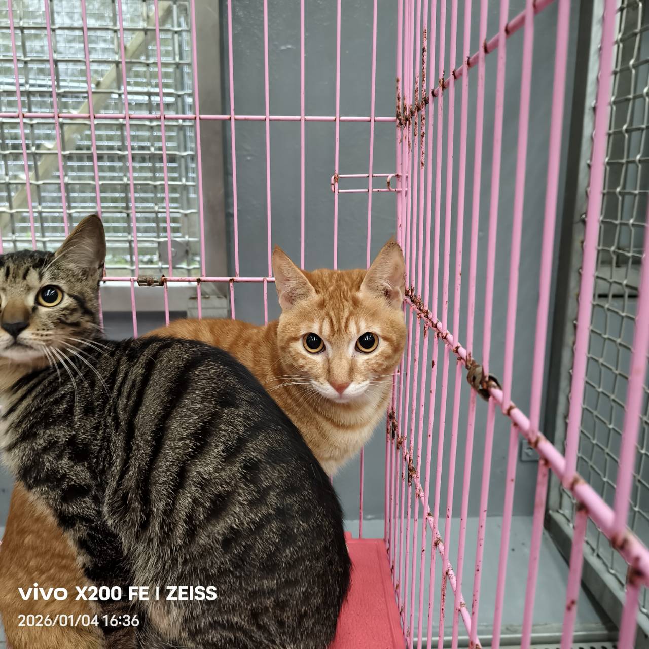 Orange tabby adult male mixed-breed cat, Medium, shelter no. …7004. Closer on the face.