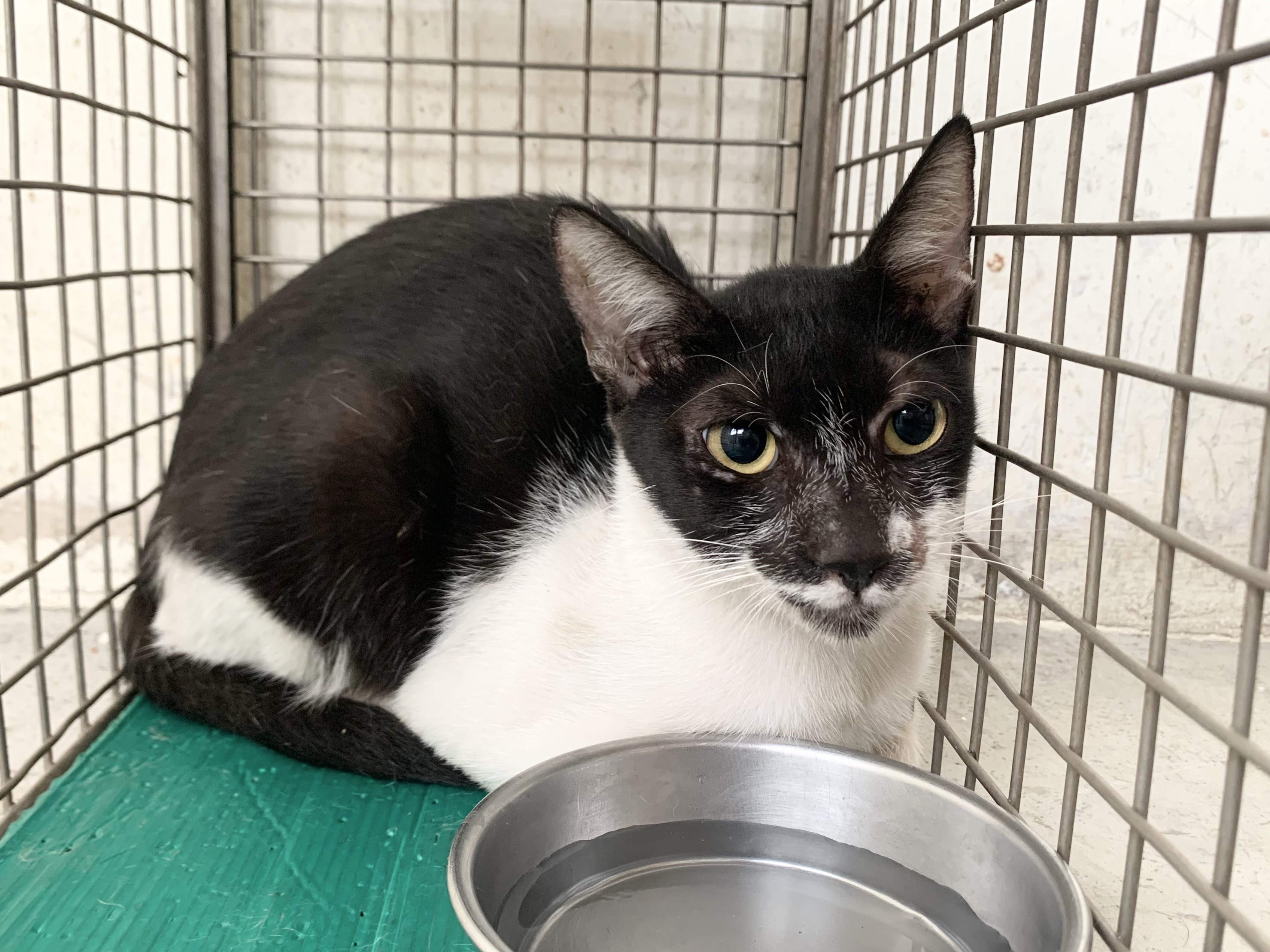 ミックス猫(メス・成猫・黒と白)、小型, 施設番号 …0601. 全身です。